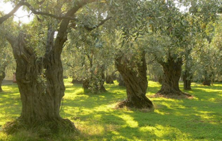 Lungo le vie dell’ arte, dell’olio e del vino